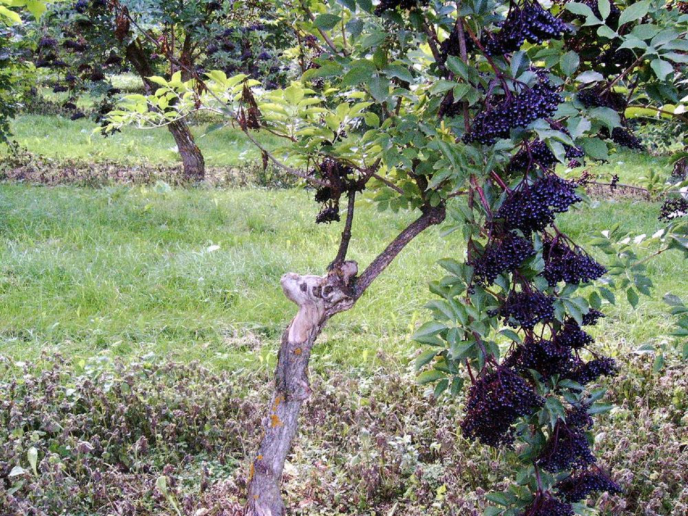sais2004_05_870.jpg